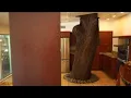 Centuries-old oak tree grows in the kitchen of Florida home