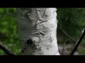 Poplar or Birch