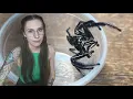 FAIL pairing the LARGEST jumping spiders in the world Hyllus giganteus