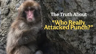 The Truth About Punch s Attackers Was Otome Really One of Them