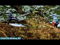 Cưa cây Còng siêu khủng nhiều dây leo / Sawing down a giant tamarind tree with lots of vines.| P171