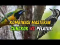 Lagu KOMBINASI MASTERAN CUCAK CUNGKOK VS PELATUK BERAS FULL GACOOR