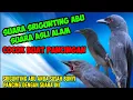 Lagu SUARA BURUNG SRIGUNTING ABU ASLI ALAM