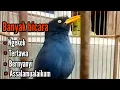 Download Lagu JALAK KEBO PINTAR BICARA PALING CEREWET || SANGAT BAGUS BUAT PANCINGAN JALAK KEBO MUDA