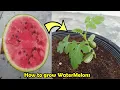 Download Lagu How to grow Watermelon in Pot
