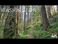 A Rainforest Walk to Black Hole Falls - No Talk No Music Just Nature