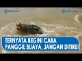 Download Lagu VIRAL, PAWANG Tunjukkan Cara Panggil Buaya di Alam Liar, Jangan Coba-Coba!