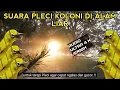 Download Lagu JERNIH..!! suara pleci koloni di alam liar cocok untuk terapi pleci agar cepat gacor dorr..!!