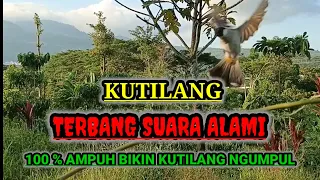 Download Suara Kutilang Ribut Untuk Pikat Burung Kutilang Liar Langsung Mendekat MP3