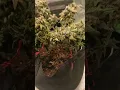 July 11 2026 Last grow day Mix n Match Strains from NASC North Atlantic Seed Company