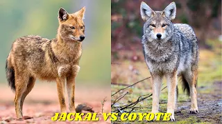 jackal vs coyote differences a detailed comparison of hunting skills and survival tactics
