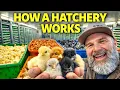 How a Modern Chicken Hatchery Works Full Tour of Meyer Hatchery