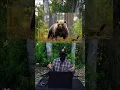 Download Lagu 9mm vs Grizzly ￼