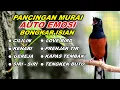 Lagu 🔴 LIVE 31 - PANCINGAN MURAI BATU PAGI HARI, NAIKKAN EMOSI MURAI BATU MALAS BUNYI AGAR CEPAT GACOR