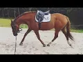 Download Lagu HOW I LUNGE MY HORSES // v important part of flatwork guyys