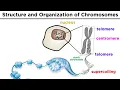 Chromosome Structure and Organization