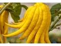 Buddha s hand fruit health benefits Health benefits of Buddha s hand fruit - fasaflora com