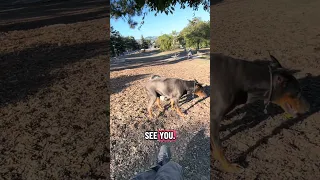 #fyp #dream #doberman #pets #youtube