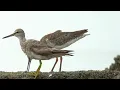 Grey Tailed Tattler   4K (Digiscope Kowa TSN 99 + Sony RX100VA)