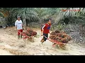 Download Lagu benyamai pedih aku kereja sawit,, ciptaan Dony koyan 👍👍👍