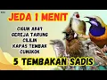 Lagu 🔴 GACOR SADIS MASTERAN MURAI BATU GACOR ‼️ JEDA 1 MENIT