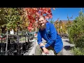 Tree Talk Autumn Blaze Maple