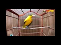 Download Lagu Suara kepondang pas buat pikat bro..