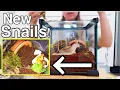 Download Lagu My New Land Snail Tank Setup!