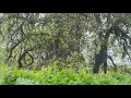 Do cedar trees have more rights than homeowners Texas lawmakers pushes new bills to remove protecti
