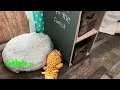 Inclusive Dramatic Play The Tree Study