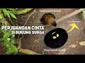 Download Lagu Romansa Cendrawasih dalam Bercinta - Kencan Pertama Si Burung Surga