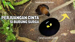 Download Romansa Cendrawasih dalam Bercinta - Kencan Pertama Si Burung Surga MP3