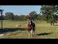 Download Lagu Riding My Rescue Horses
