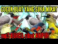 Lagu mp3 burcil ribut paling di cari dan paling ampuh || kombinasi BURCIL ribut