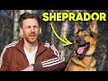 Is This the Perfect Dog German Shepherd Labrador Mix