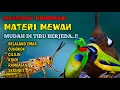 Lagu Masteran kombinasi materi mewah untuk isian burung jawara‼️materi Belalang emas cungkok cililin DLL