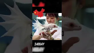 عصر التنين راجع من تانى Dragon 