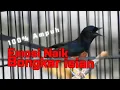 Download Lagu 100% Ampuh‼️Pancingan murai batu agar cepat emosi bongkar isian - murai batu gacor isian mewah