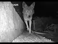 Coyote compared to Gray Fox