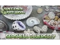 Seashell Diversity Specimen Saturday