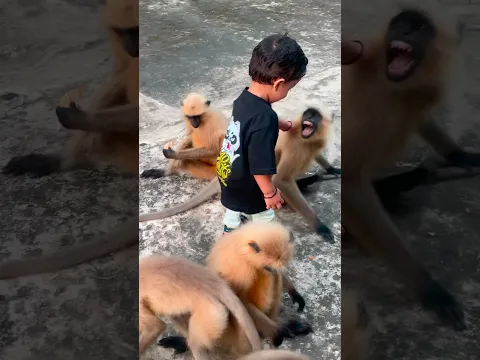 Series 620 β Patli Kamarya More | Part 2 ππ΅πLangur ki funny masti ππ