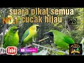 Download Lagu Terbaru! pancingan suara semua cucak ijo / suara pikat semua jenis cucak ijo #cucakijo#pikatcucakijo