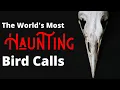Lagu The Most Haunting Birds Songs of the World