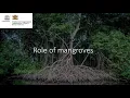 International Day for the Conservation of the Mangrove Ecosystem 2021