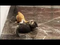 Download Lagu Not two cats fighting! It was a weasel attacking a kitten!