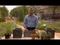 How to plant a window box