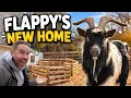Fluffy Feather Farm Adventures Flappy s New Home Episode 4