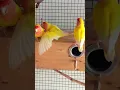 Download Lagu Lutino lovebird mating behaviour ❤️ #lutino #shorts #mateselection #agapornis #learnbirdgenetics