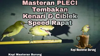 Download Masteran PLECI Tembakan Kenari dan Ciblek Kualitas HD MP3