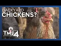 New bill could allow anyone in Wisconsin to have backyard poultry